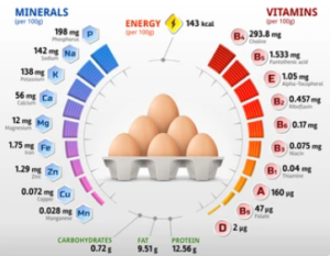 卵　栄養　栄養素一覧